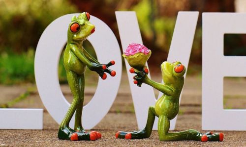 Live-Gesang für Heiratsantrag. Auf dem Bild macht ein männlicher Frosch einer weiblichen Froschdame einen Heiratsantrag. Er hält einen Strauß Blumen in den Händen.