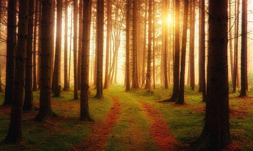 Sängerin für Beerdigung - Cover-Bild. Auf dem Bild ist ein Wald mit eine Weg in der Mitte des Bildes und vielen Bäumen drumherum zu sehen. Die Sonne scheint im Hintergrund mystisch durch die Baumstämme hindurch,